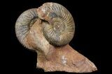 Pair of Parkinsonia Ammonites on Rock - Germany #92451-1